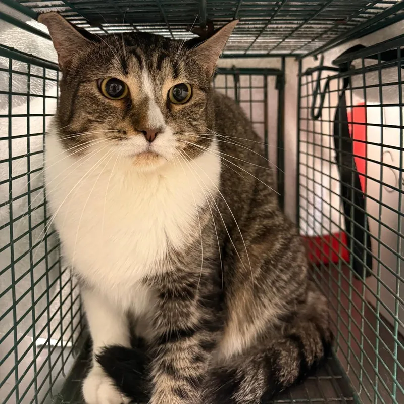 A young medium-sized female Black Domestic Short Hair cat named Sassy for adoption in Columbus, GA