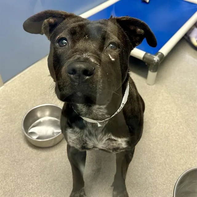 A young large-sized female Pit Bull Terrier dog named Allie for adoption in Mesa, AZ