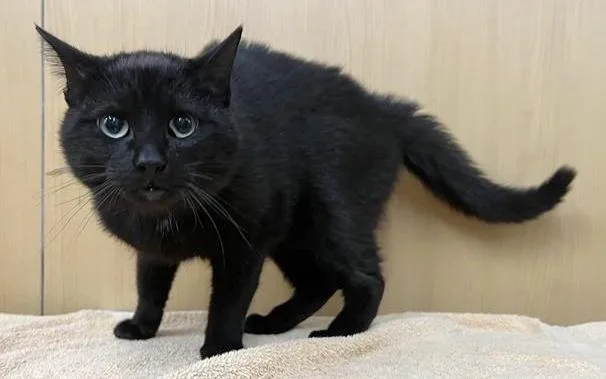 A young medium-sized male Domestic Short Hair cat named Dale for adoption in Saint Louis, MO
