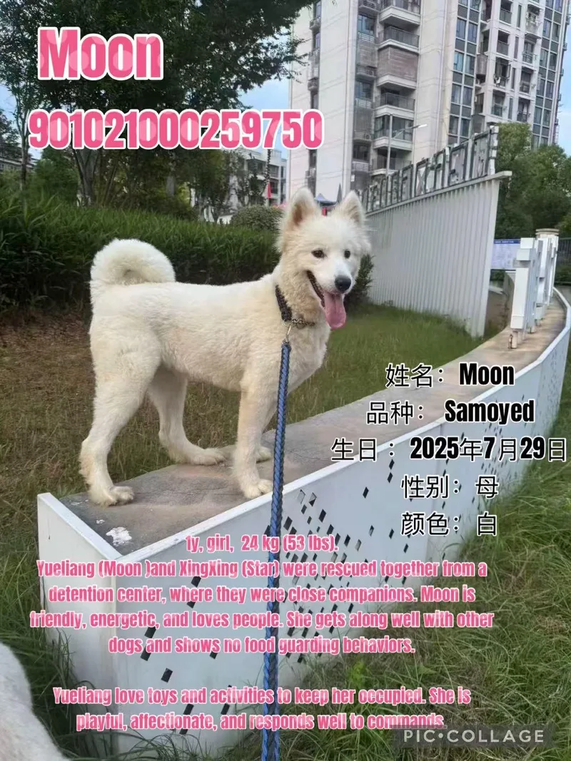 A young large-sized female Samoyed dog named China Moon for adoption in Tucson, AZ