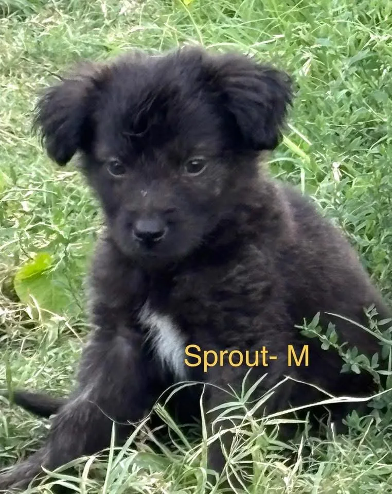 A baby medium-sized male Mixed Breed dog named Sprout for adoption in Monticello, MN