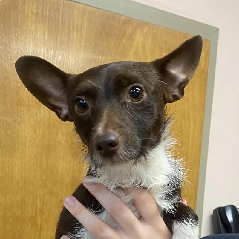 An adult small-sized male Brown / Chocolate Wirehaired Dachshund dog named Otis for adoption in Columbus, GA