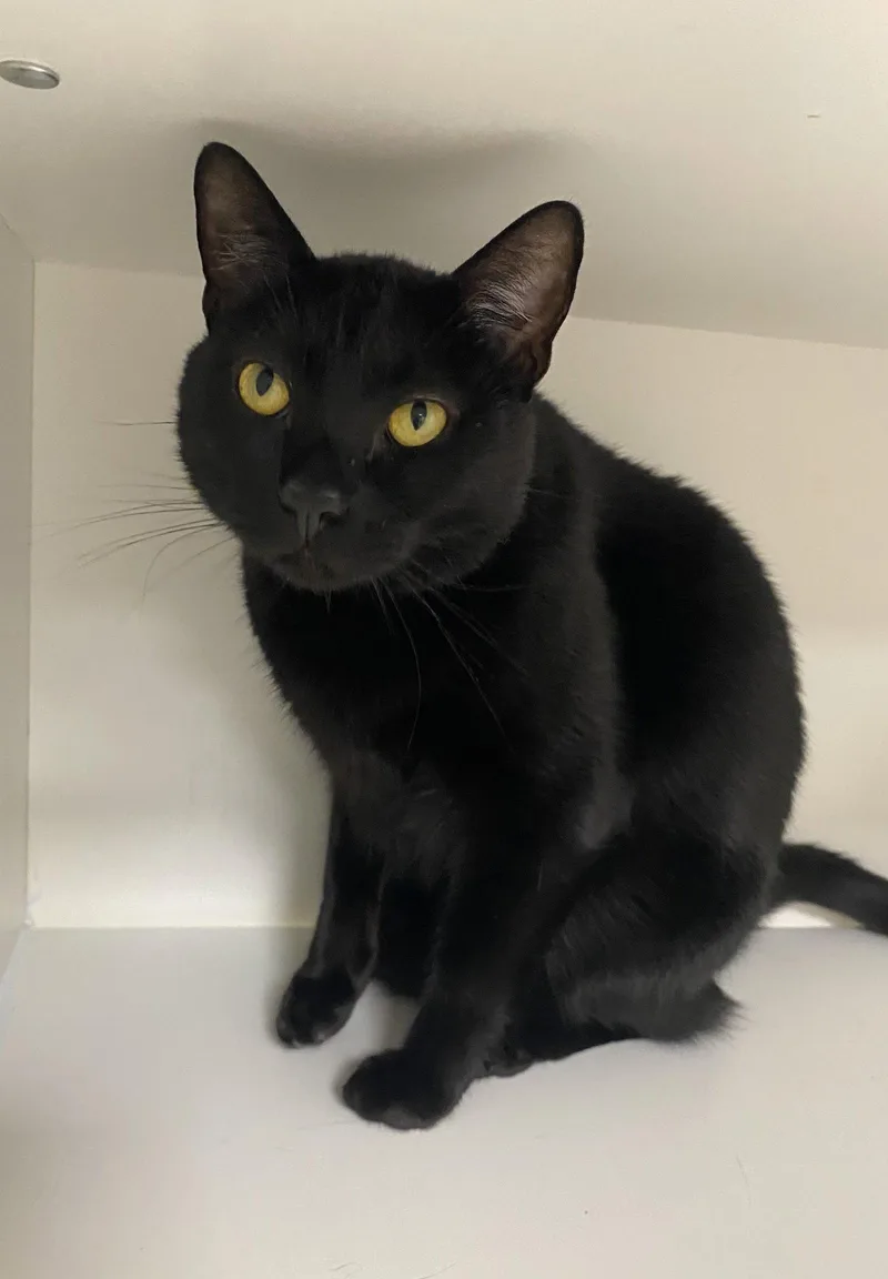 A young medium-sized male Black Domestic Short Hair cat named Nigel for adoption in Satellite Beach, FL