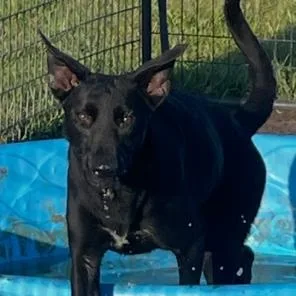 A young medium-sized female Black German Shepherd Dog dog named Buttercup for adoption in Brookeville, MD