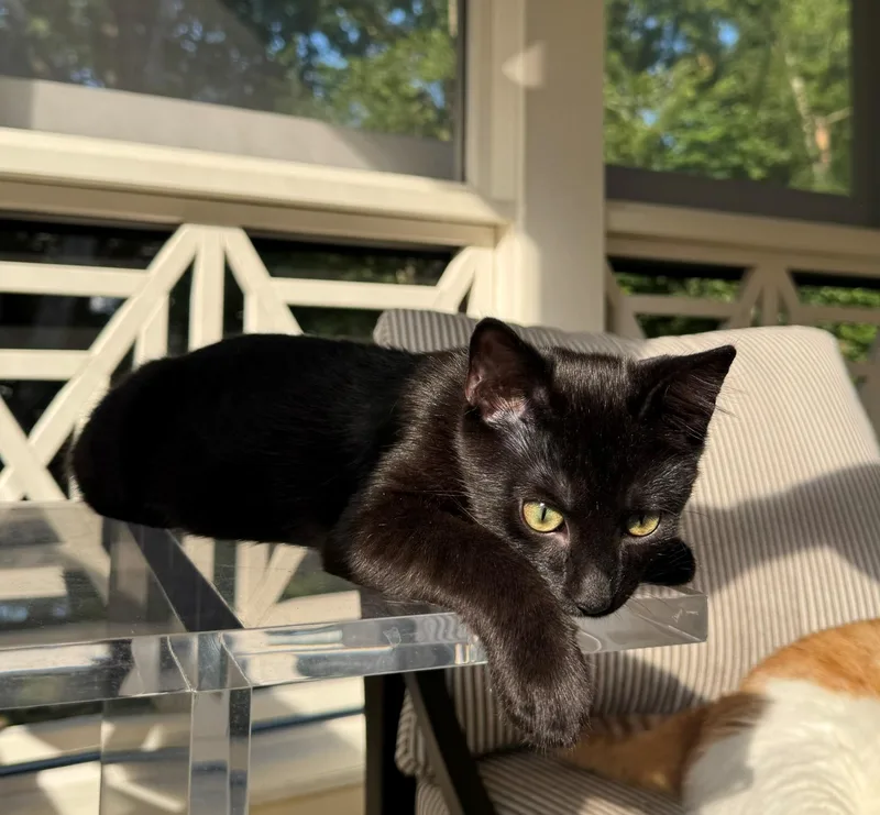 A baby small-sized male Black Domestic Short Hair cat named Mars for adoption in Nashville, TN