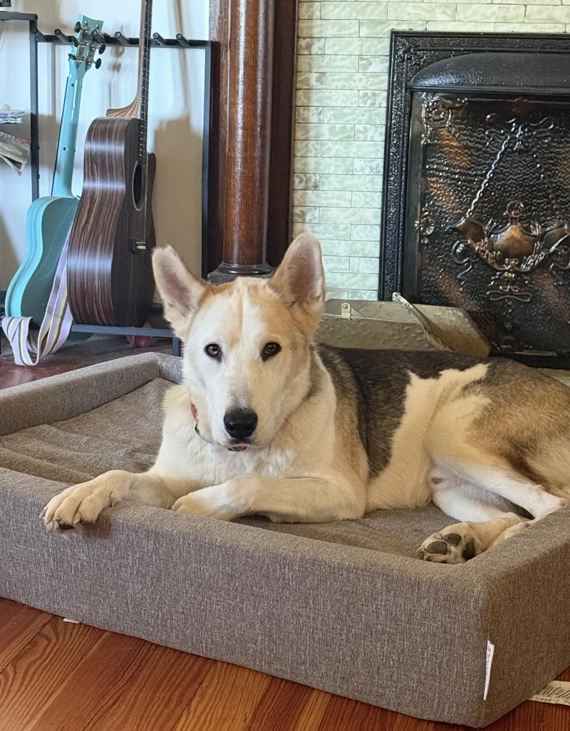 An adult large-sized male Tricolor (Brown, Black, & White) Siberian Husky dog named Calvin for adoption in CUMMING, GA