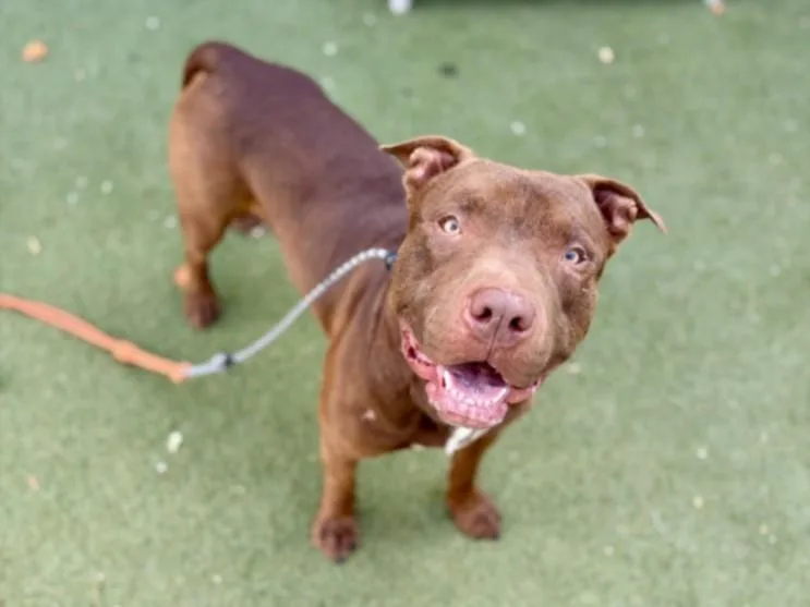 A young medium-sized male Staffordshire Bull Terrier dog named Red for adoption in Los Angeles, CA