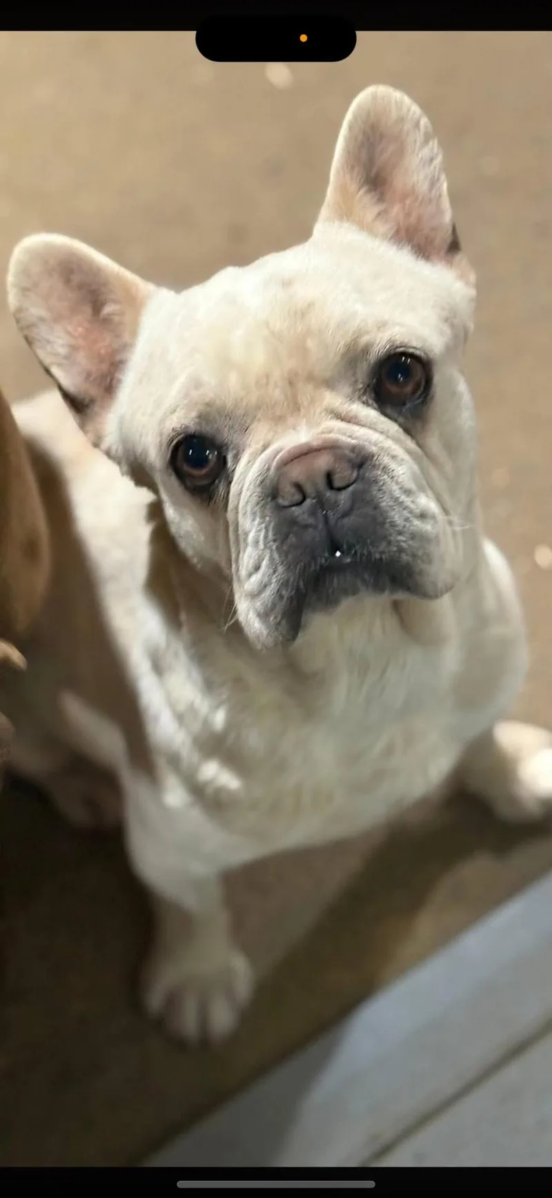 An adult medium-sized male French Bulldog dog named Moe for adoption in Peebles, OH