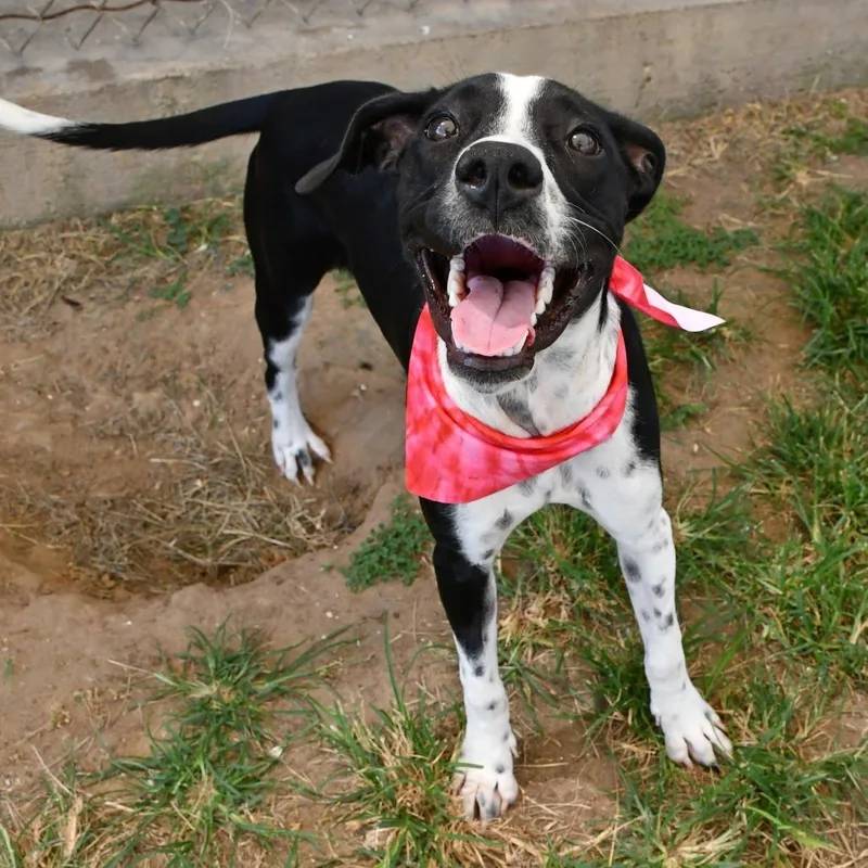 An adult medium-sized female White / Cream Labrador Retriever dog named Joy for adoption in Beaumont, TX