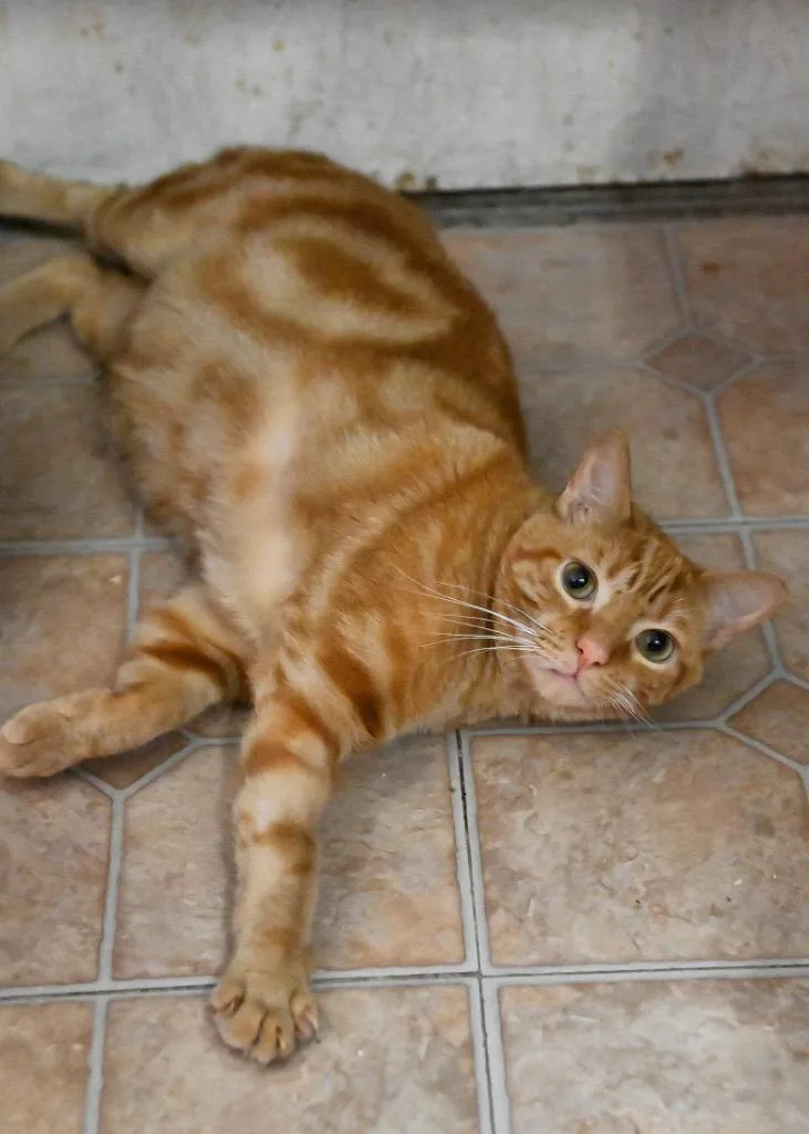 A young medium-sized male Domestic Short Hair cat named Norman for adoption in St. James City, FL