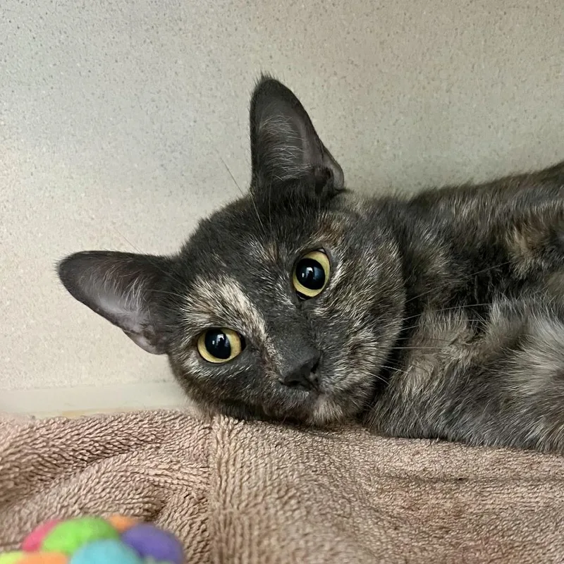 An adult medium-sized female Gray / Blue / Silver Domestic Short Hair cat named Floola for adoption in Tacoma, WA
