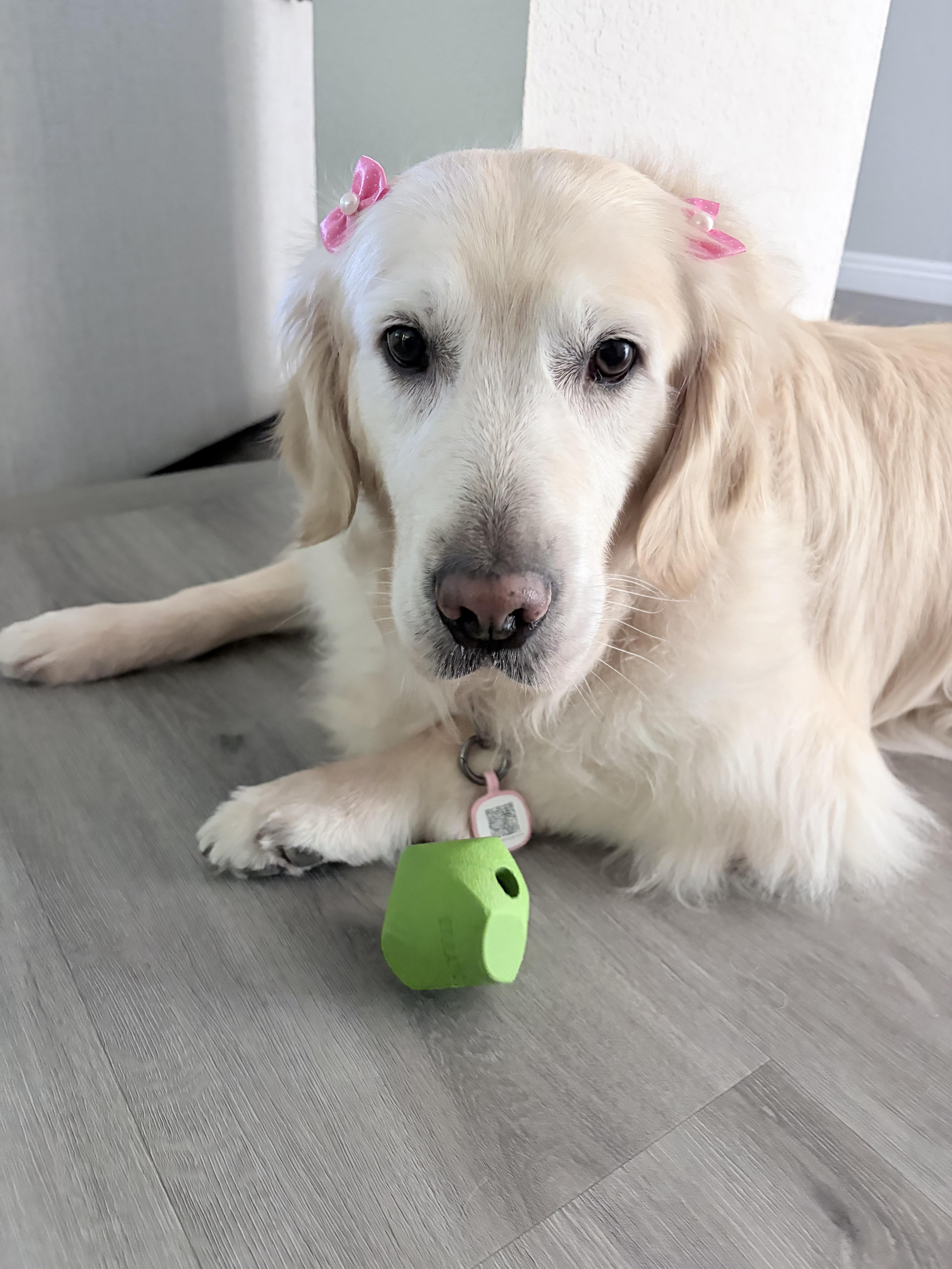 An adult large-sized female White / Cream Golden Retriever dog named Daisy for adoption in Los Angeles, CA