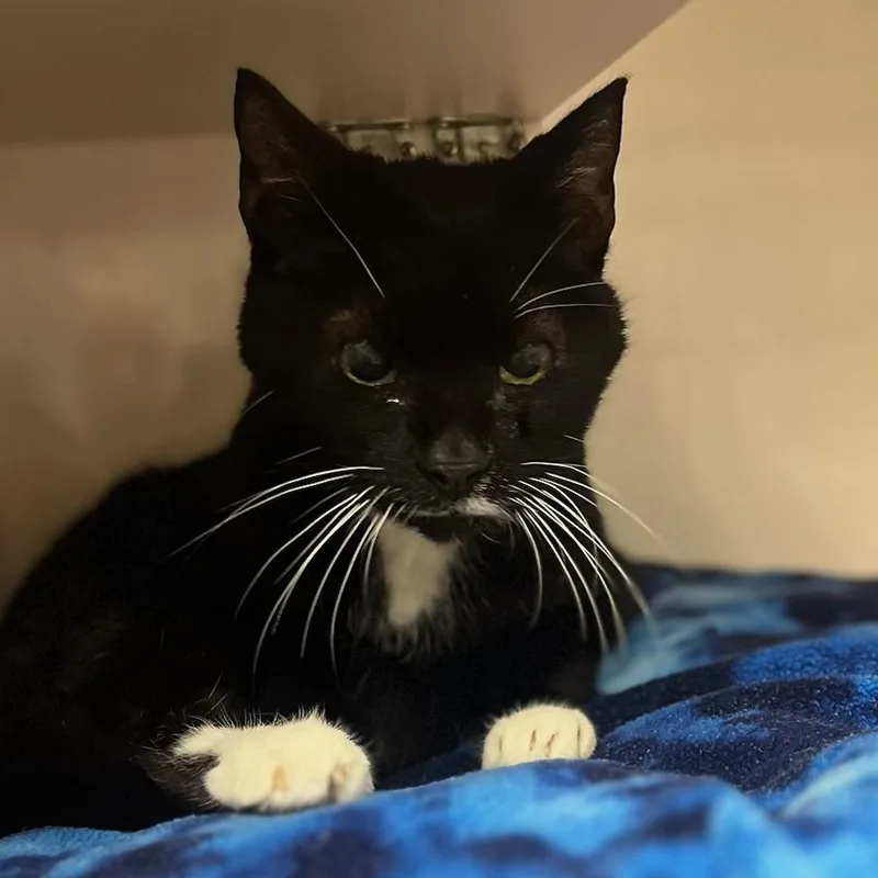 A senior medium-sized female Black Domestic Short Hair cat named Cupcake for adoption in Redwood City, CA