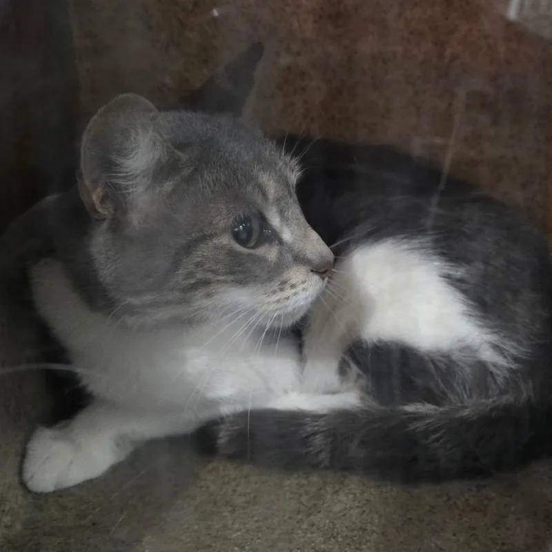 A young medium-sized female Black & White / Tuxedo Domestic Short Hair cat named Paisley for adoption in Philadelphia, PA