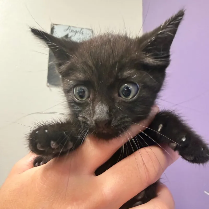 A baby small-sized female Domestic Short Hair cat named Agnes for adoption in Englewood, FL
