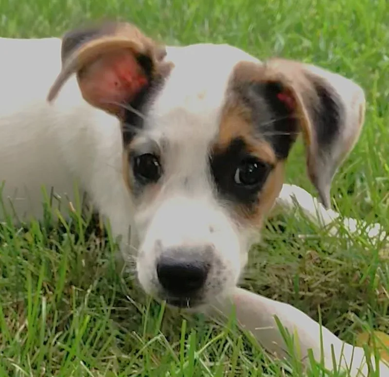 Gracie