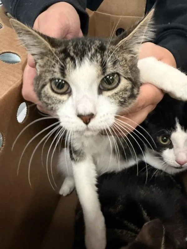 A baby small-sized female Domestic Short Hair cat named Aesop for adoption in Virginia Beach, VA