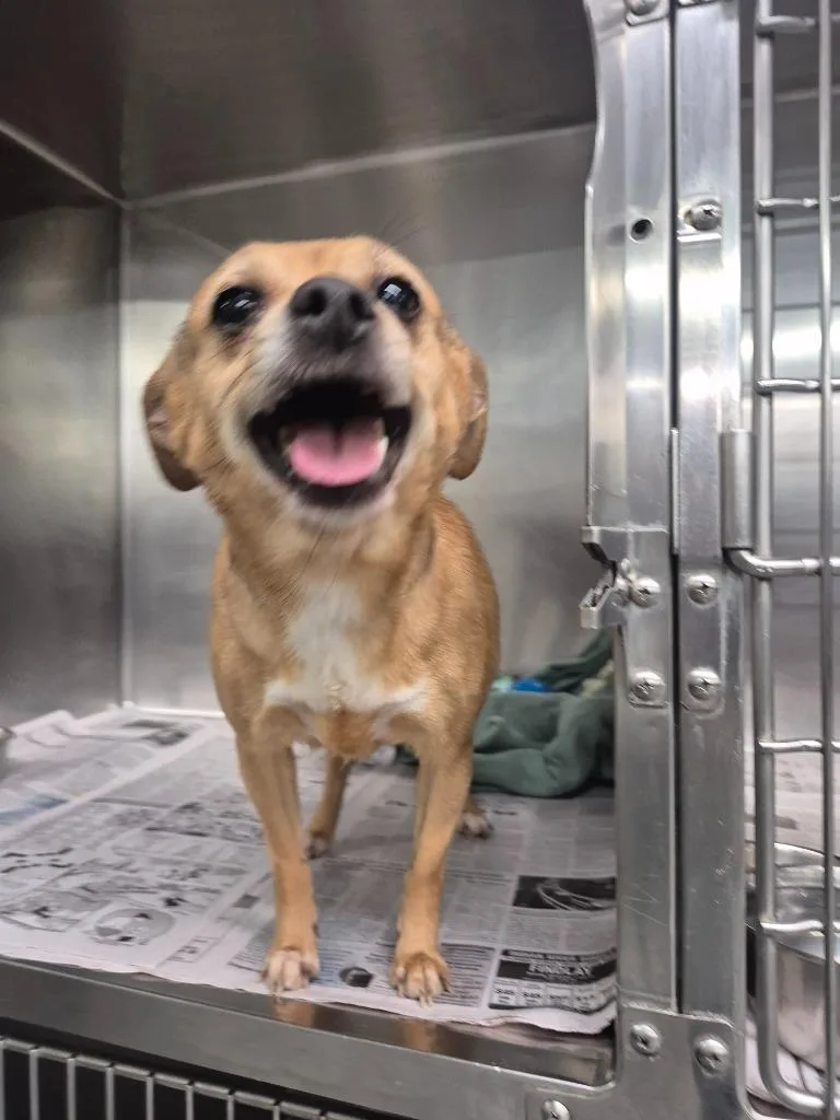 An adult medium-sized female Miniature Pinscher dog named Sky for adoption in Findlay, OH