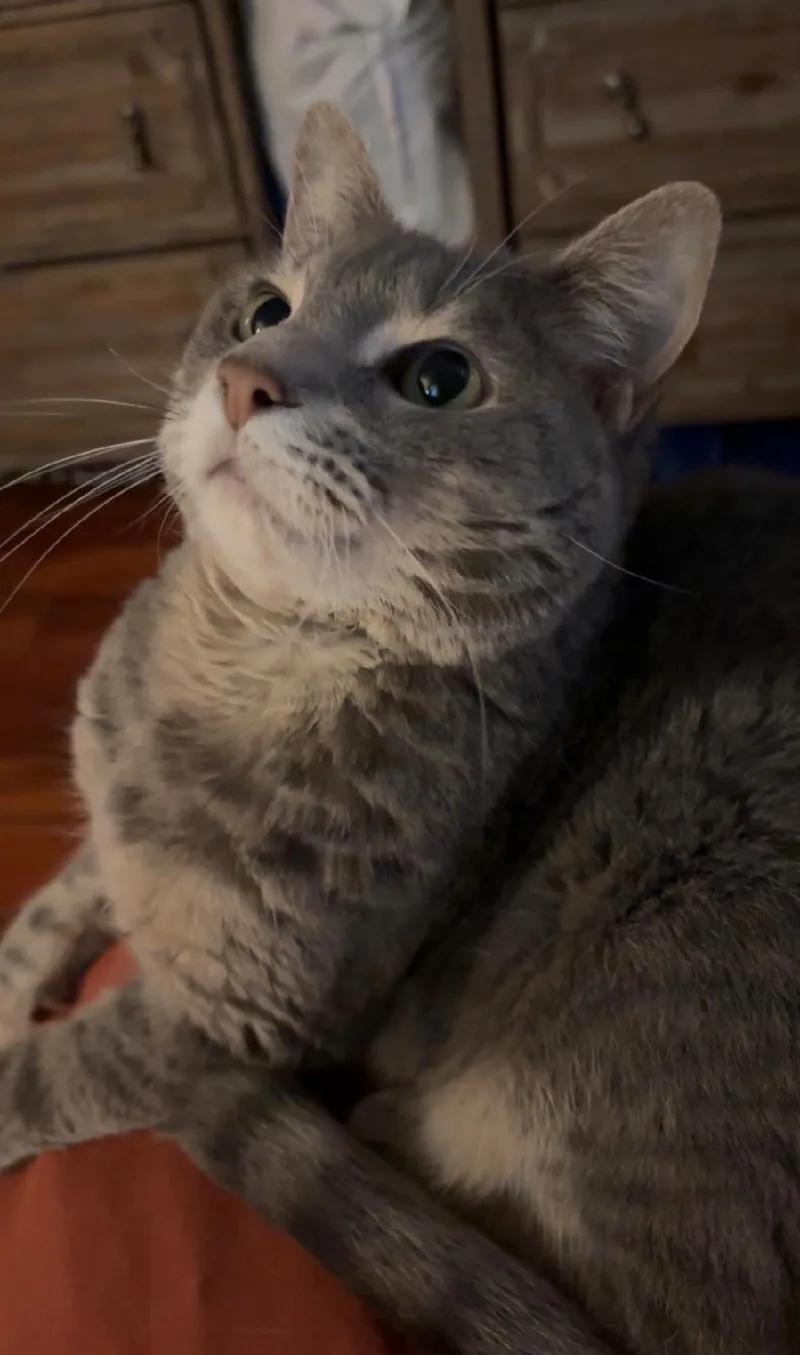 Jellybean thumbnail 2