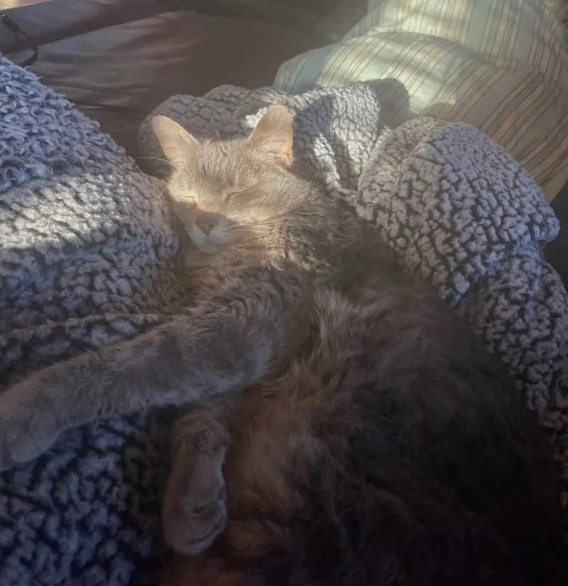 Jellybean thumbnail 3