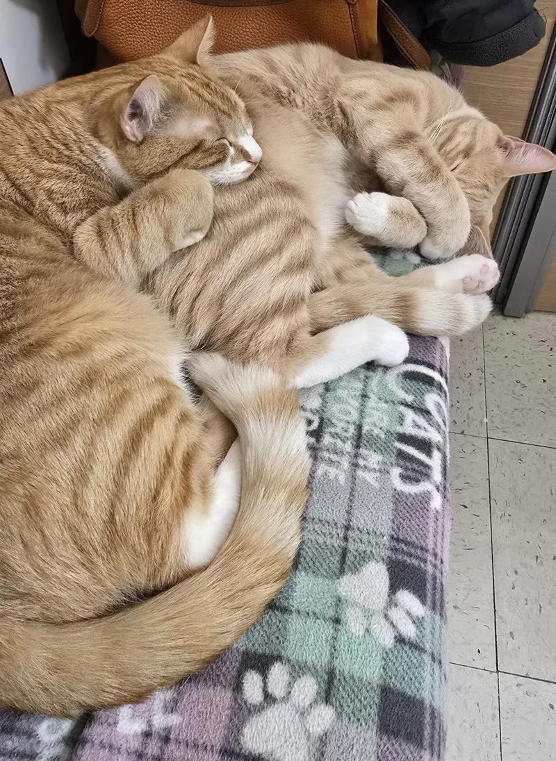 Barley And Hopps