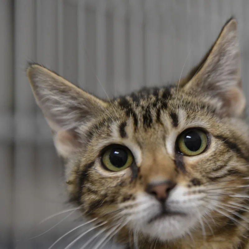 A baby small-sized female Brown / Chocolate Domestic Short Hair cat named Jinx for adoption in Redwood City, CA