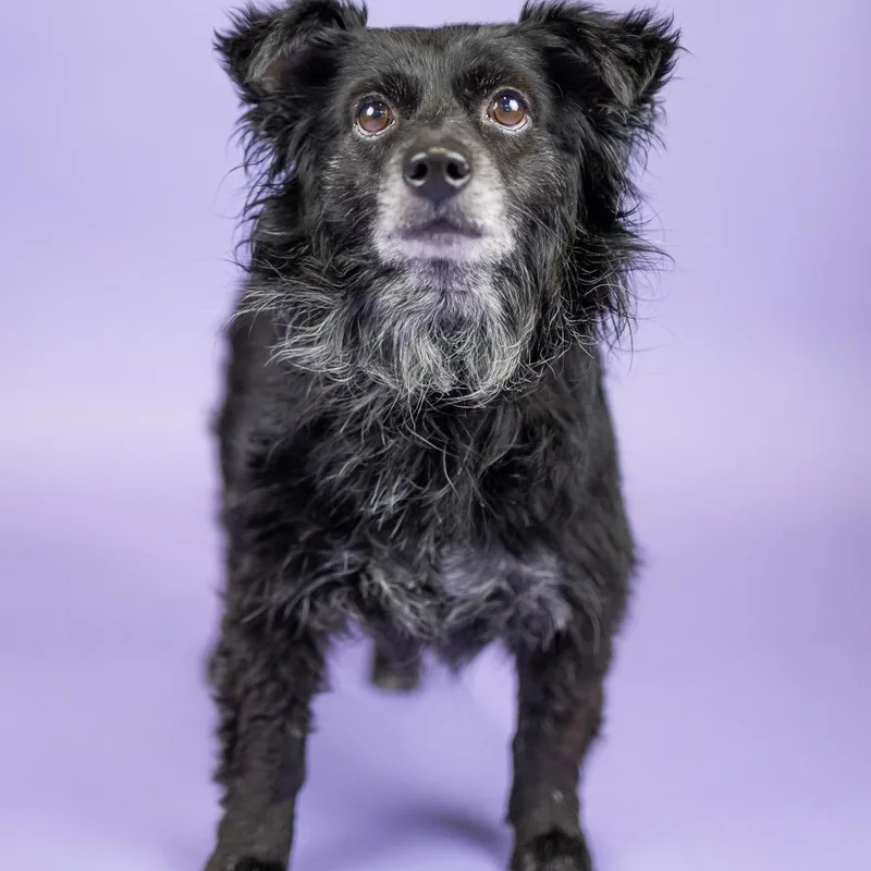 A senior small-sized male Black Spaniel dog named Moose for adoption in Portland, OR