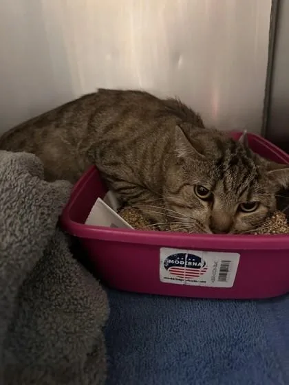 An adult small-sized male Domestic Short Hair cat named Hot Coco for adoption in West Chester, PA