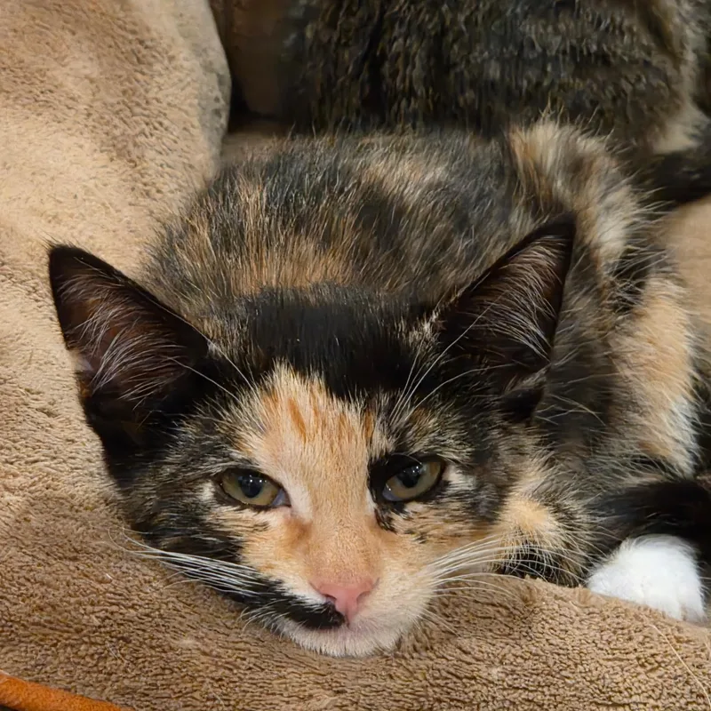 A baby medium-sized female Calico cat named Remi for adoption in Moriches, NY