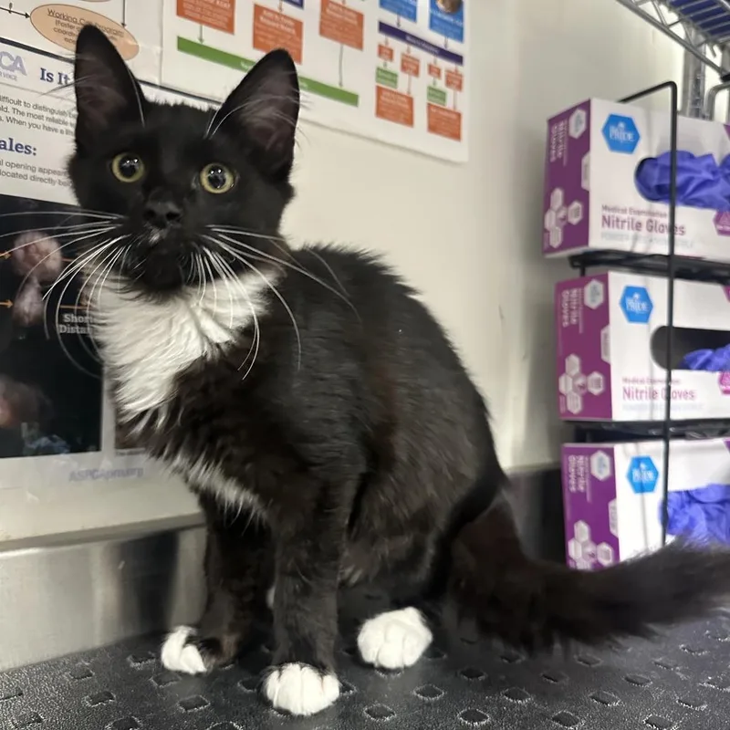 A baby small-sized female Black Domestic Long Hair cat named Rifana for adoption in League City, TX