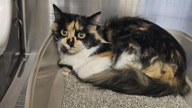 A young medium-sized female Domestic Long Hair cat named Celeste for adoption in Castaic, CA