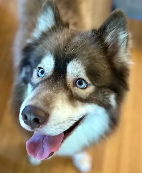 Skippy thumbnail 3