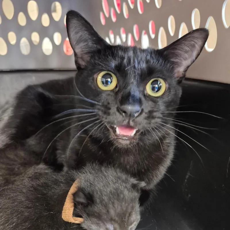 An adult medium-sized female Domestic Short Hair cat named Purrito for adoption in Troy, VA