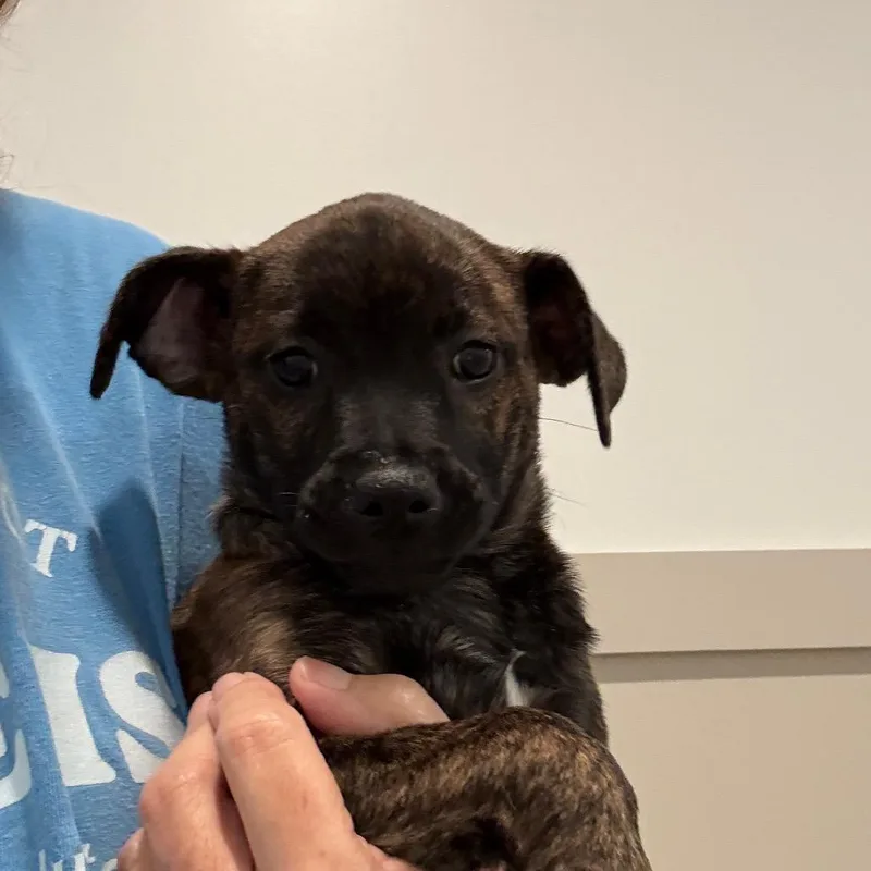 A baby small-sized female Chihuahua dog named Alexandria for adoption in Cumming, GA