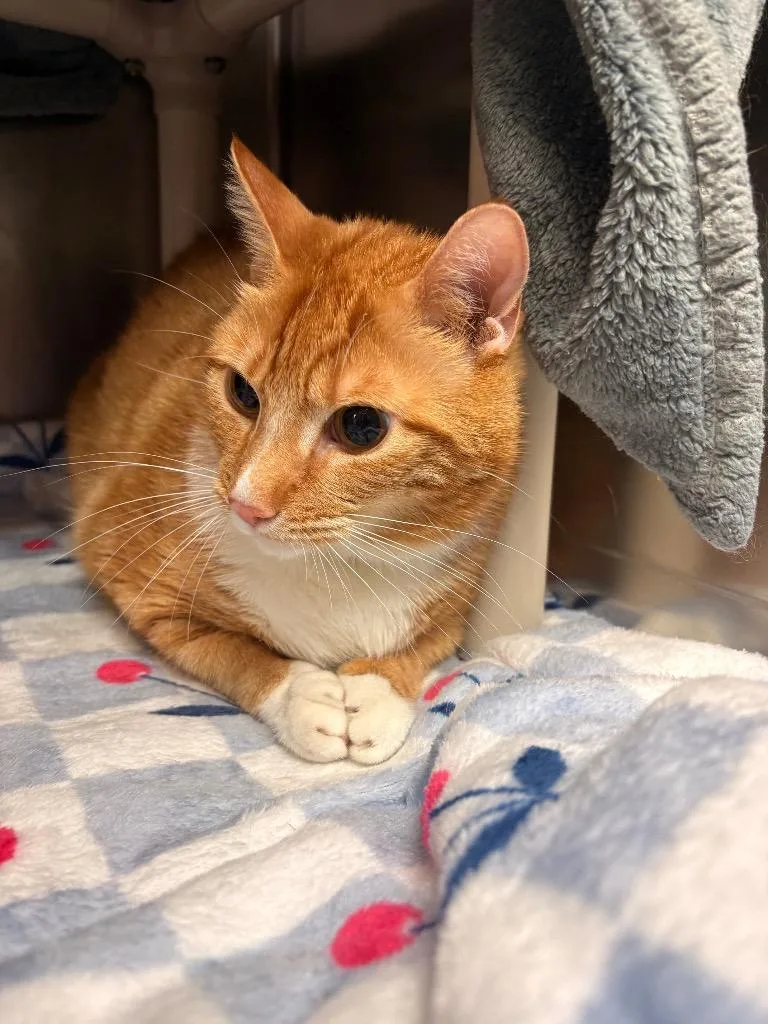 A young small-sized male Domestic Short Hair cat named Simba for adoption in Detroit, MI