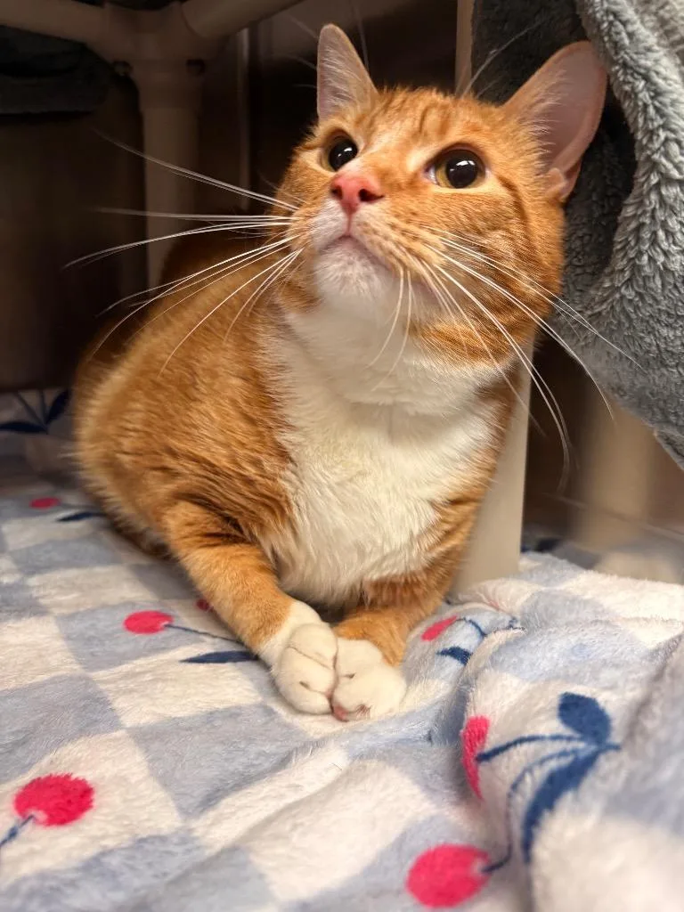 Simba thumbnail 3