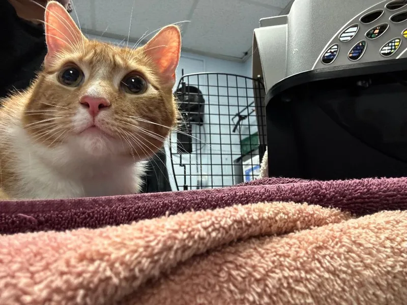 Simba thumbnail 5