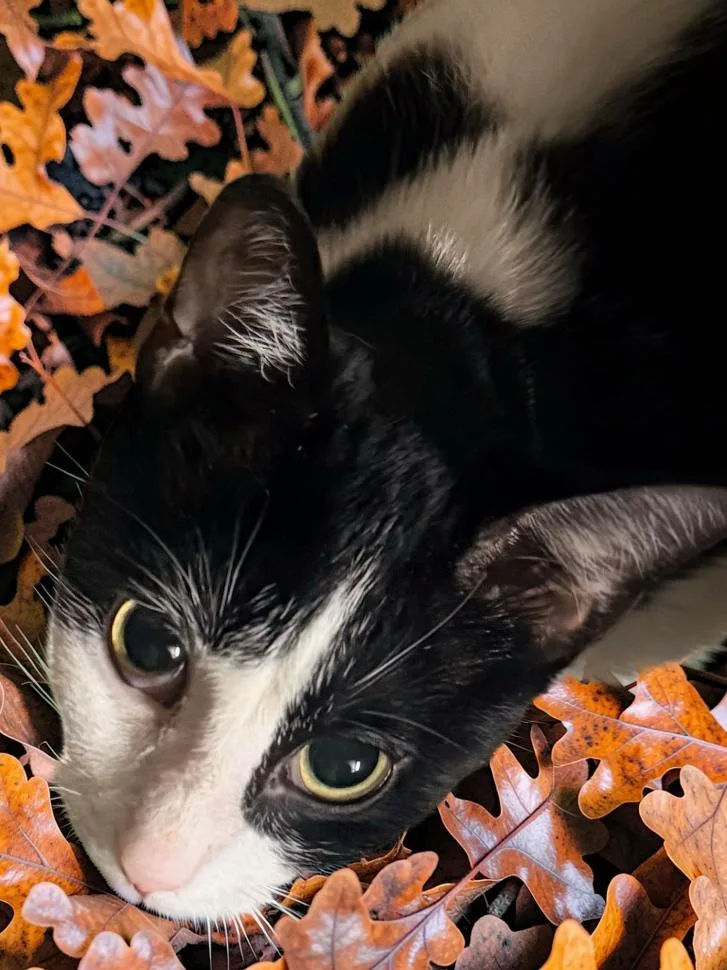 A young medium-sized female Black & White / Tuxedo Domestic Short Hair cat named Sassy for adoption in Terrell, TX