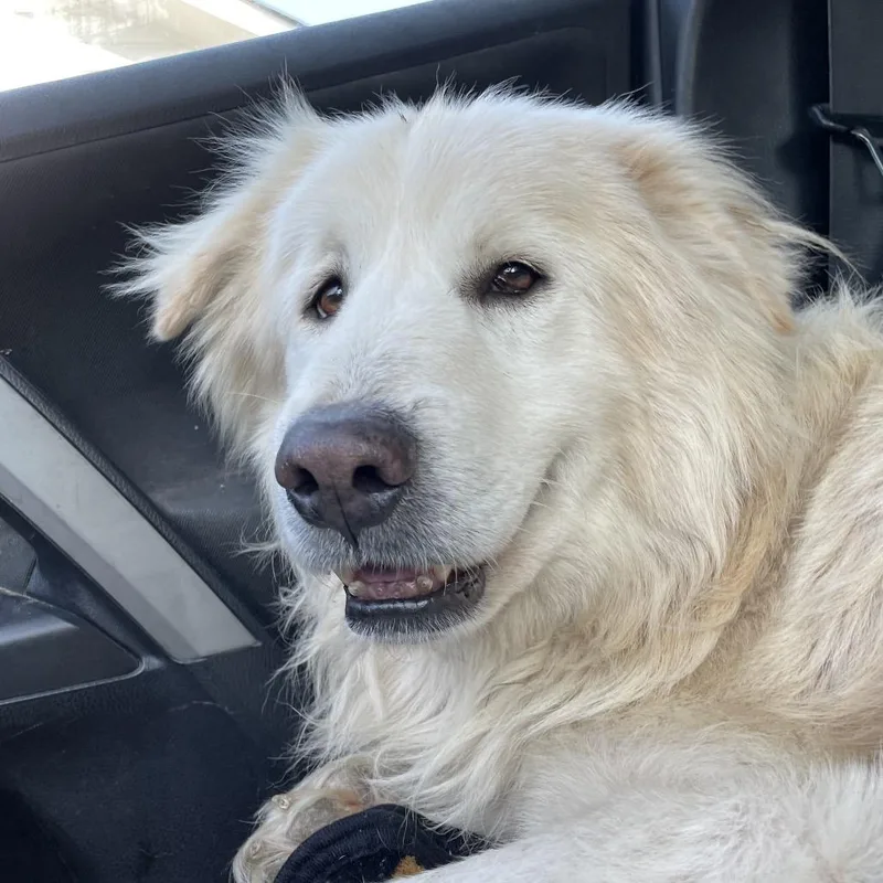 An adult large-sized male White / Cream Great Pyrenees dog named Colter for adoption in Waggaman, LA