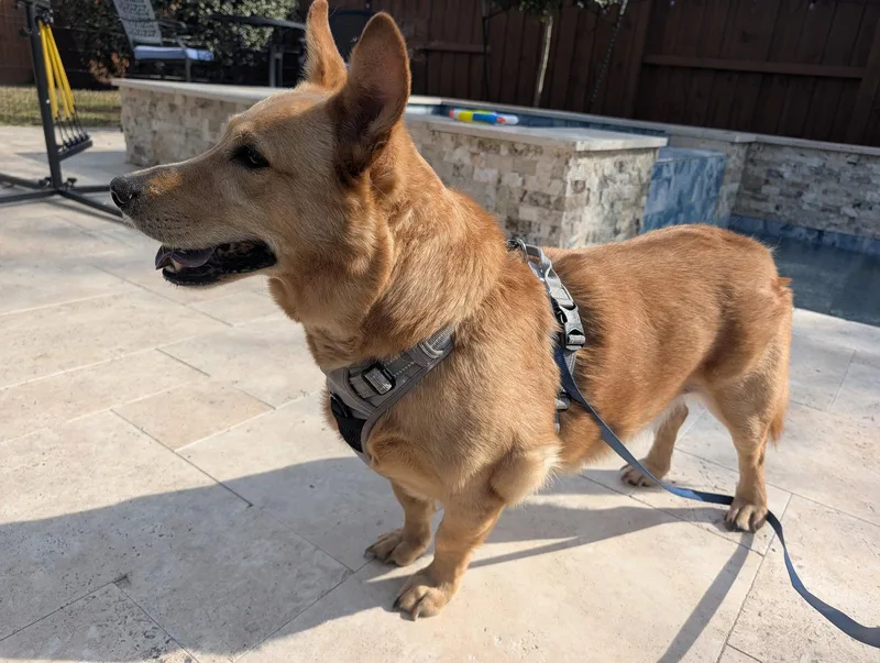 A senior medium-sized male Corgi dog named Pippin for adoption in Rosenberg, TX