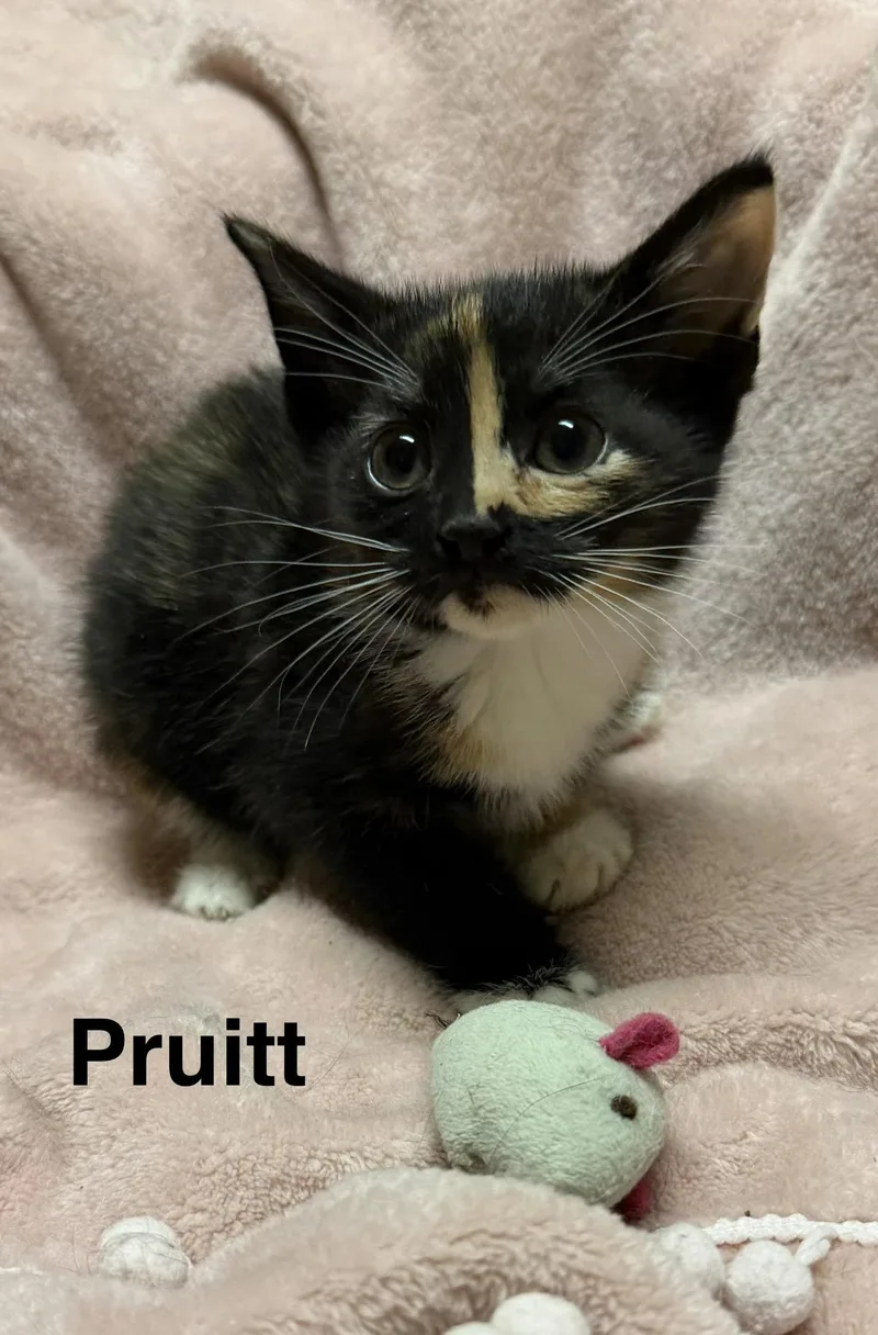 A baby medium-sized female Calico cat named Pruitt for adoption in Buford, GA