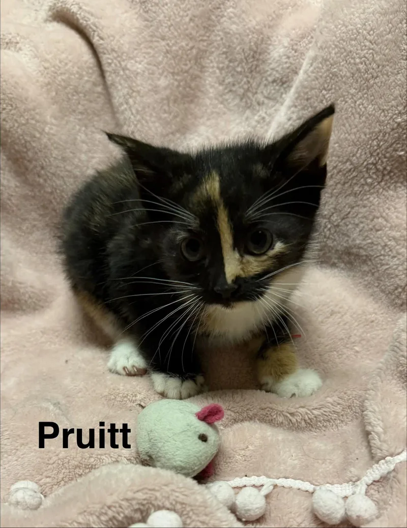 Pruitt thumbnail 2