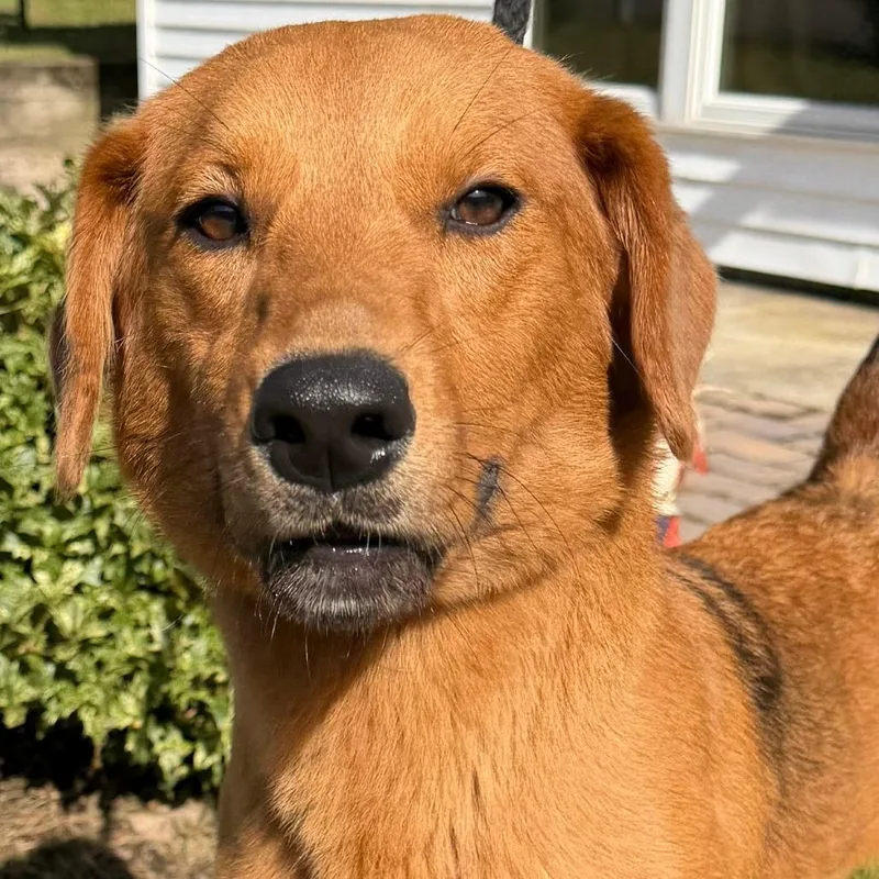 A young medium-sized female Brown / Chocolate Golden Retriever dog named Gracie for adoption in Calverton, NY