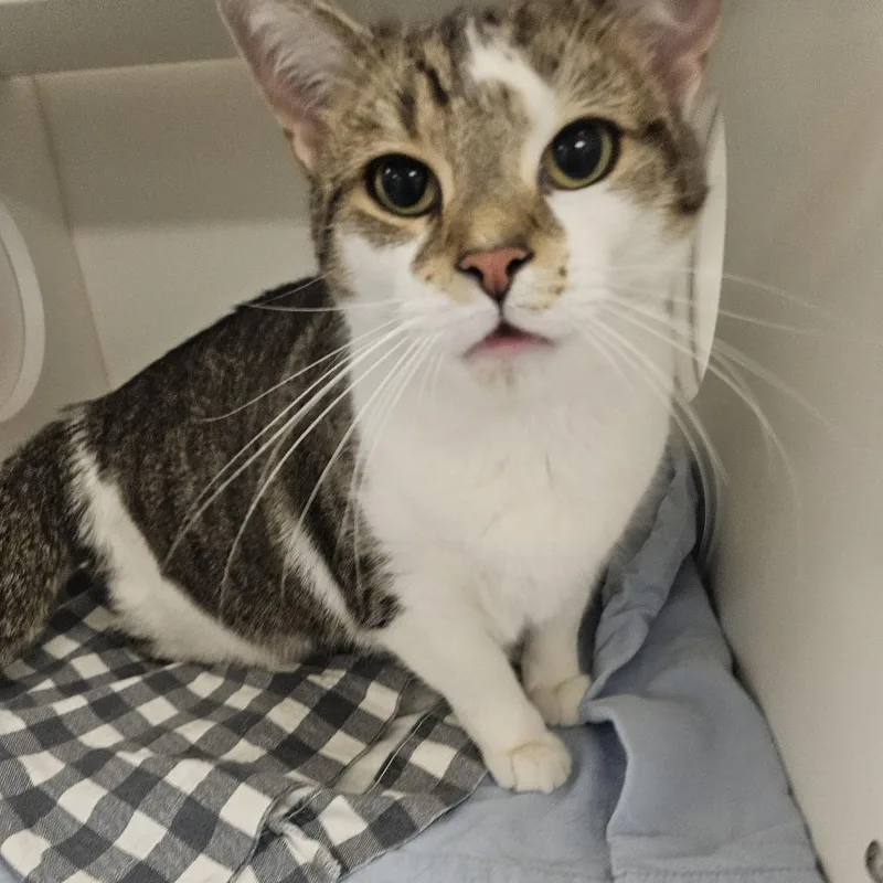 An adult large-sized female Gray / Blue / Silver Domestic Short Hair cat named Tilina for adoption in Philadelphia, PA