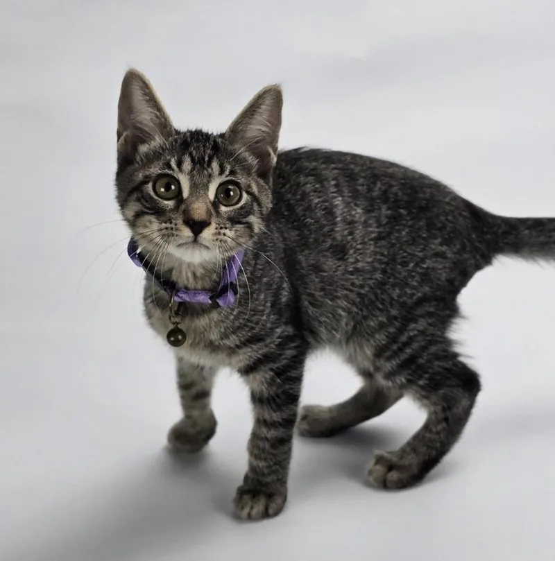 A baby medium-sized male Gray / Blue / Silver Domestic Short Hair cat named Funkytown for adoption in Sedalia, CO