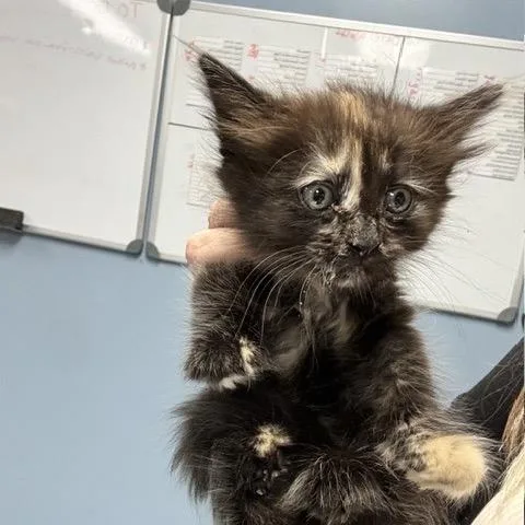 A baby small-sized female Calico Domestic Short Hair cat named Lauryn Hill for adoption in St Joseph, MO