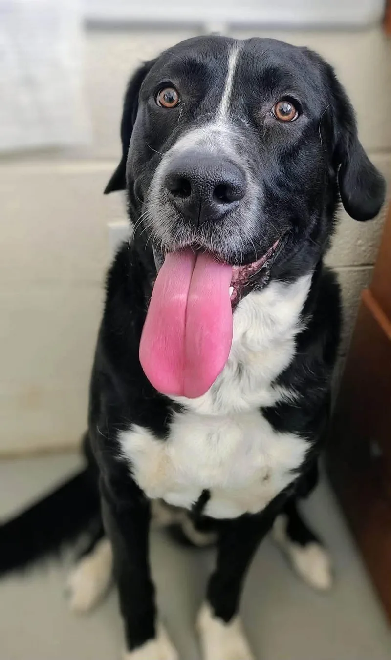 An adult large-sized male Bernese Mountain Dog dog named Wilson for adoption in La Verkin, UT