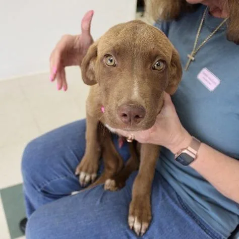 A baby small-sized male Brown / Chocolate Labrador Retriever dog named Bart for adoption in Birmingham, AL