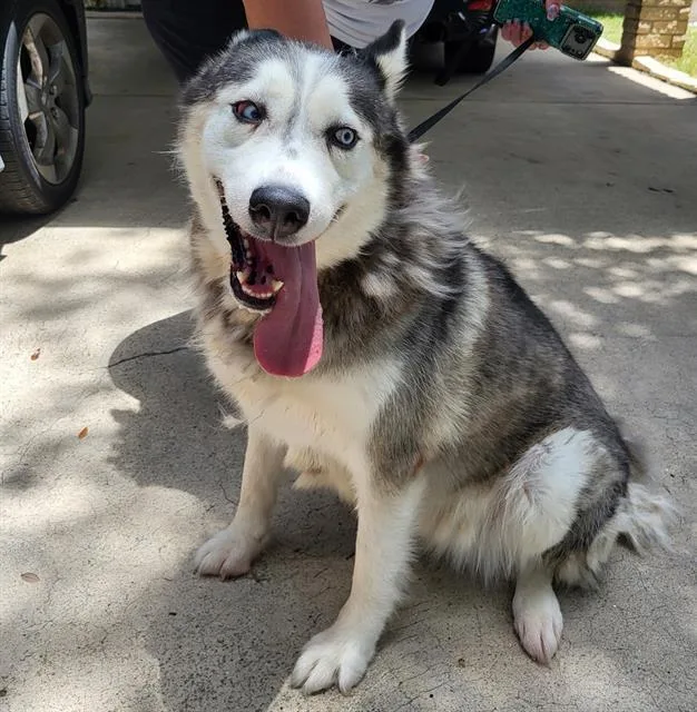 An adult large-sized female Husky dog named Luna for adoption in San Antonio, TX