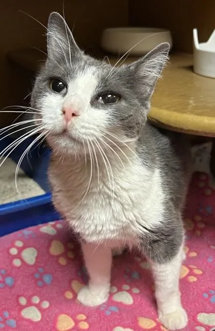 An adult small-sized female Domestic Short Hair cat named Skittles for adoption in Phoenix, AZ